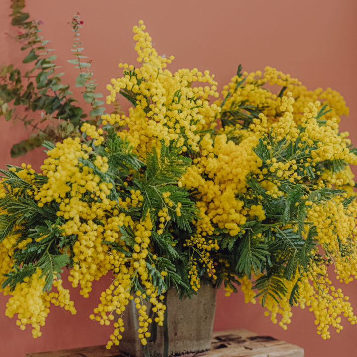 livraison bouquet mimosa