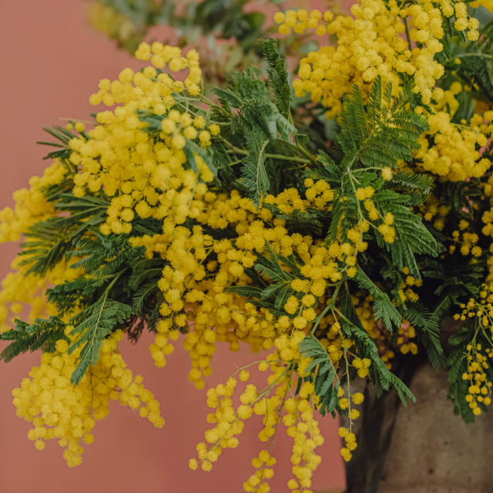 livraison bouquet mimosa