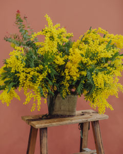 Delivery bouquet mimosa