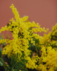 Delivery bouquet mimosa