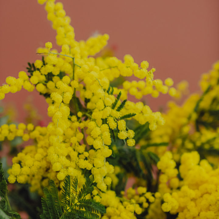 livraison bouquet mimosa